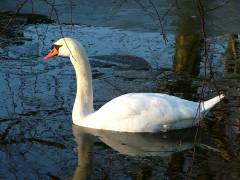 Schwan